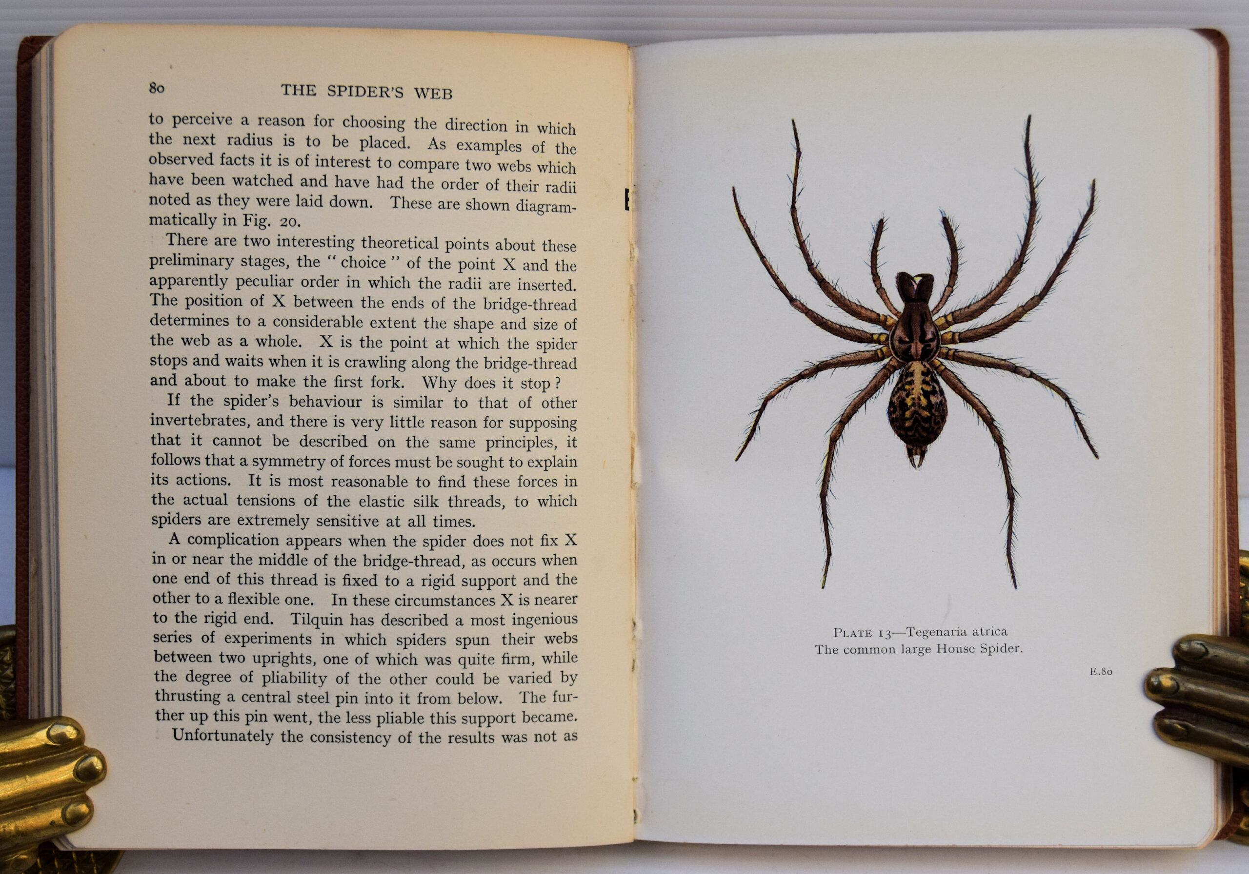 THE SPIDER'S WEB - Image 3