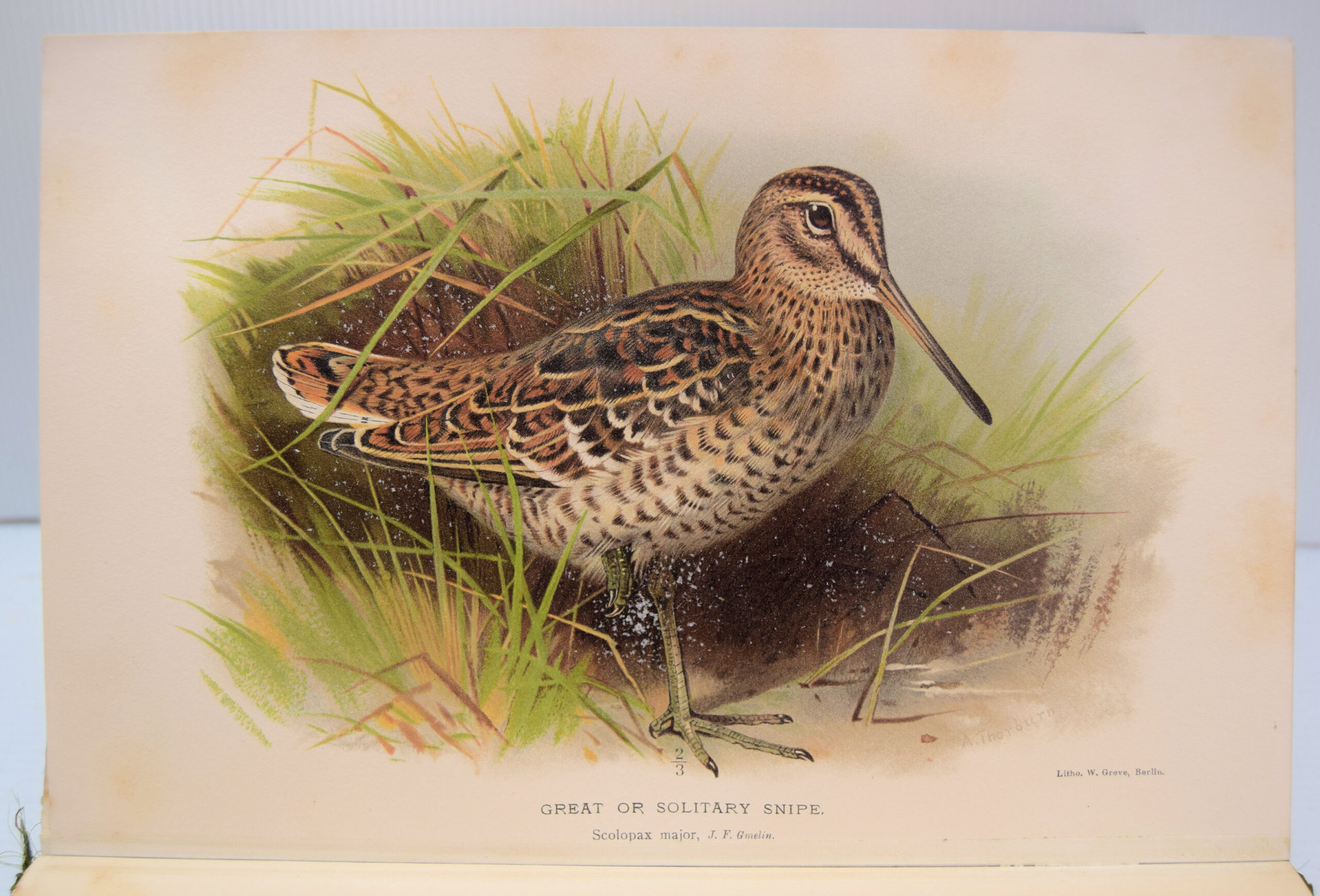 Coloured figures of the birds of the British Islands - Image 14